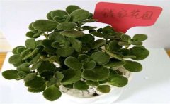 甲醛檢測(cè)處理真的有用嗎？